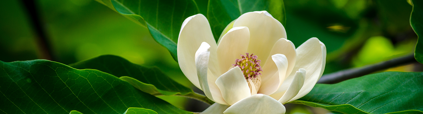 A close up photo of a Sweetbay Magnolia flower in bloom